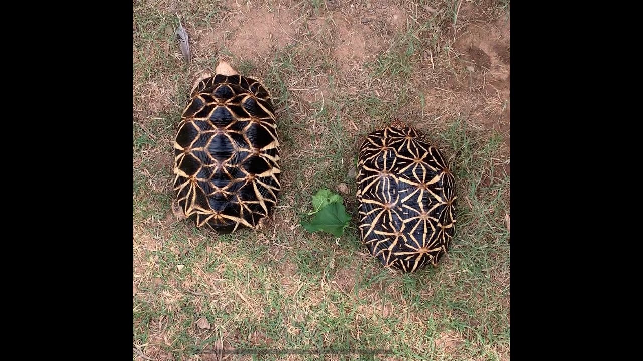 Herptile Intros Episode 8: The Rebounding Burmese Star Tortoise