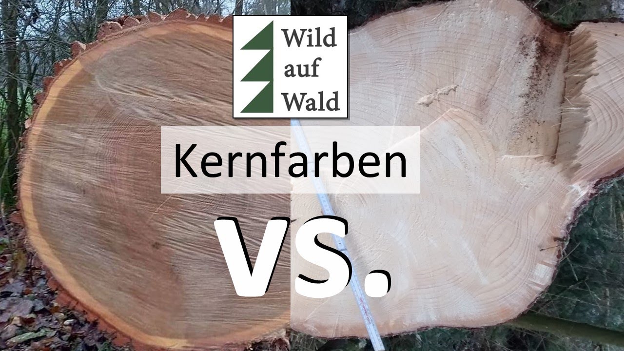 🌲Wertholz: Kennst du die Farbe?