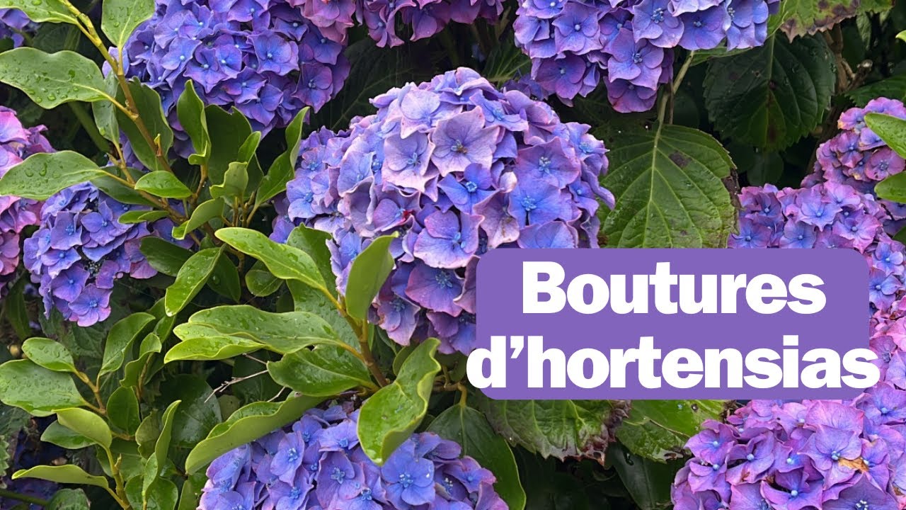 Boutures d’hortensias