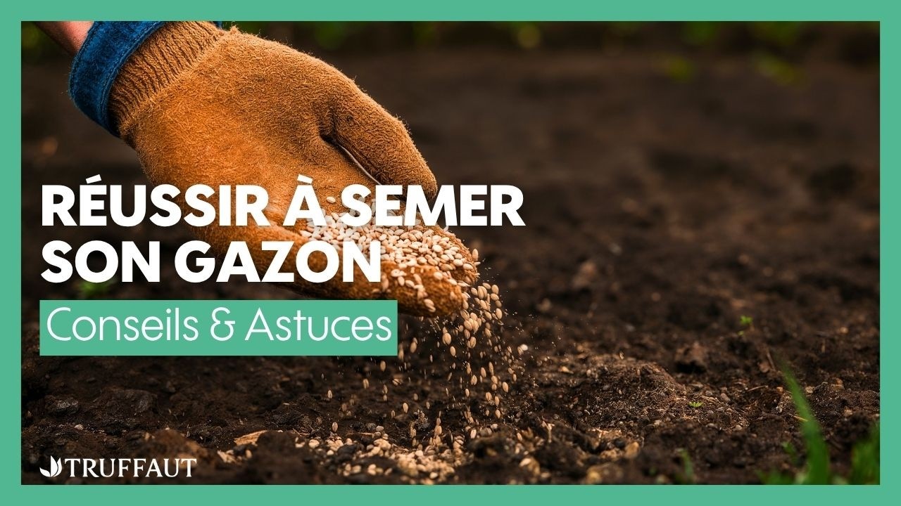 Réussir son gazon : bien semer le gazon - Truffaut