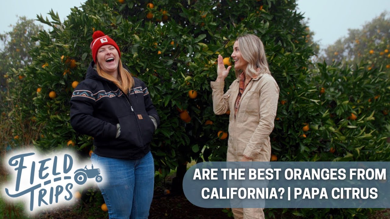 Are the best oranges from California? | Field Trips