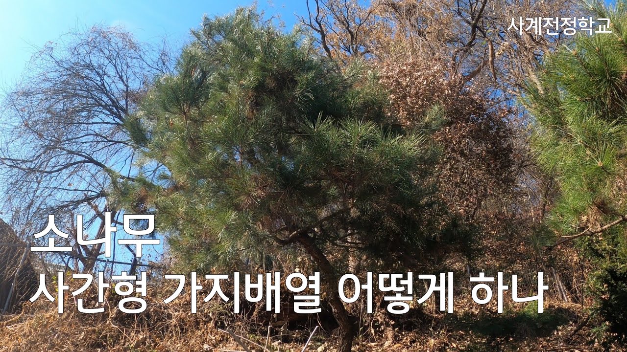 소나무 사간형 가지배열 어떻게 하나? #153사계전정학교 23 11 24