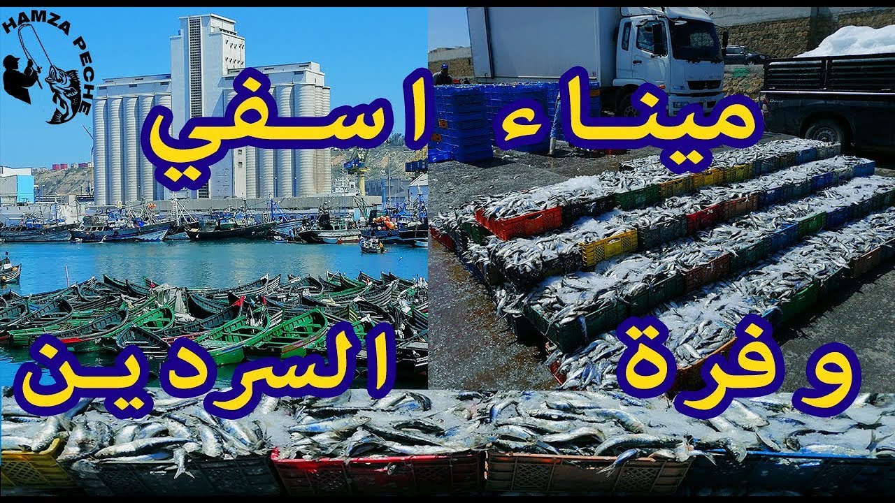 جولة صباحية ممتعة بميناء اسفي تميزة بوفرة أسماك السردين الحمد الله