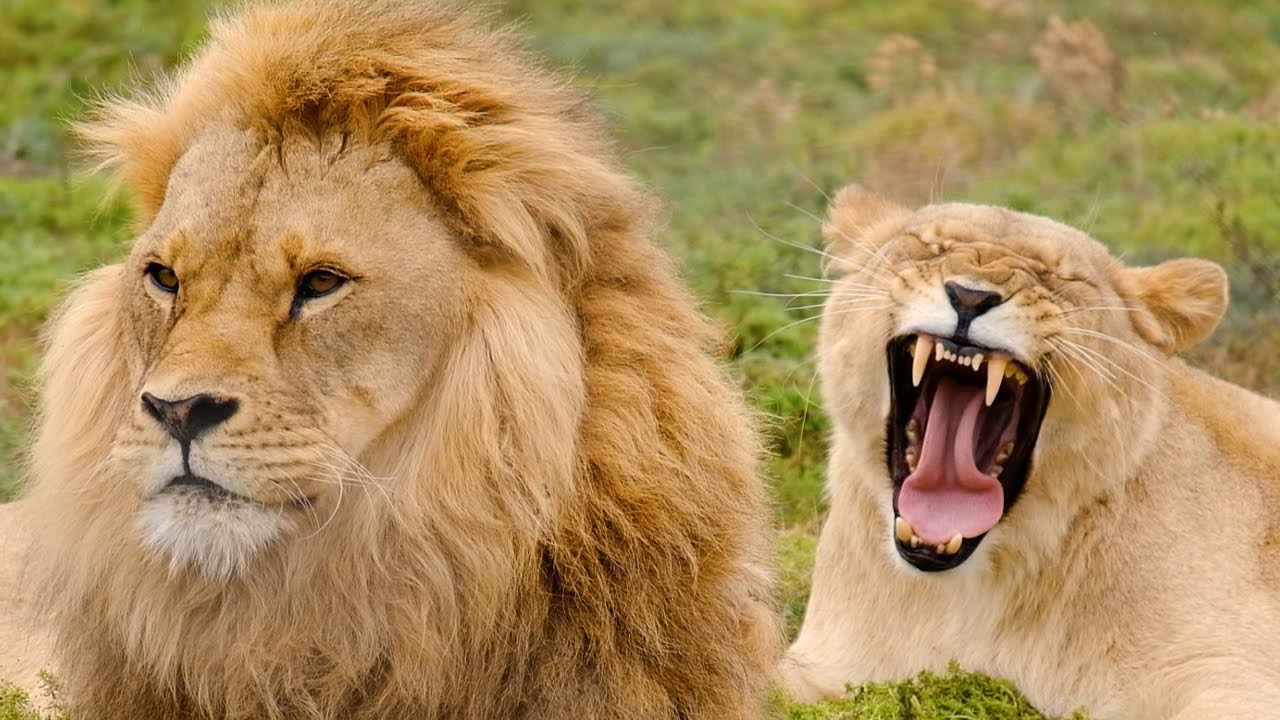 Volunteer at the Shamwari Conservation Experience | The Great Projects