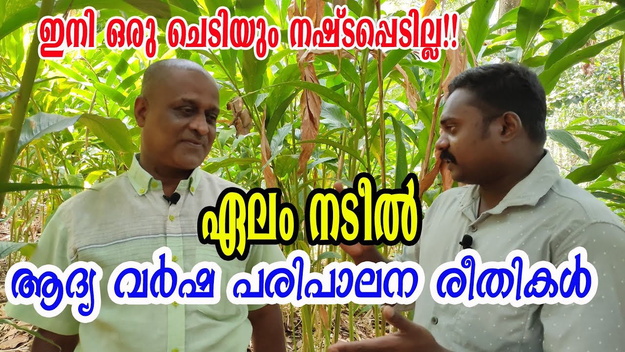 ഏല൦ നട്ടതിനു ശേഷ൦ ആദ്യ വർഷ  പരിചരണ൦ | CARDAMOM PLANTATION | Njaanoru malayali