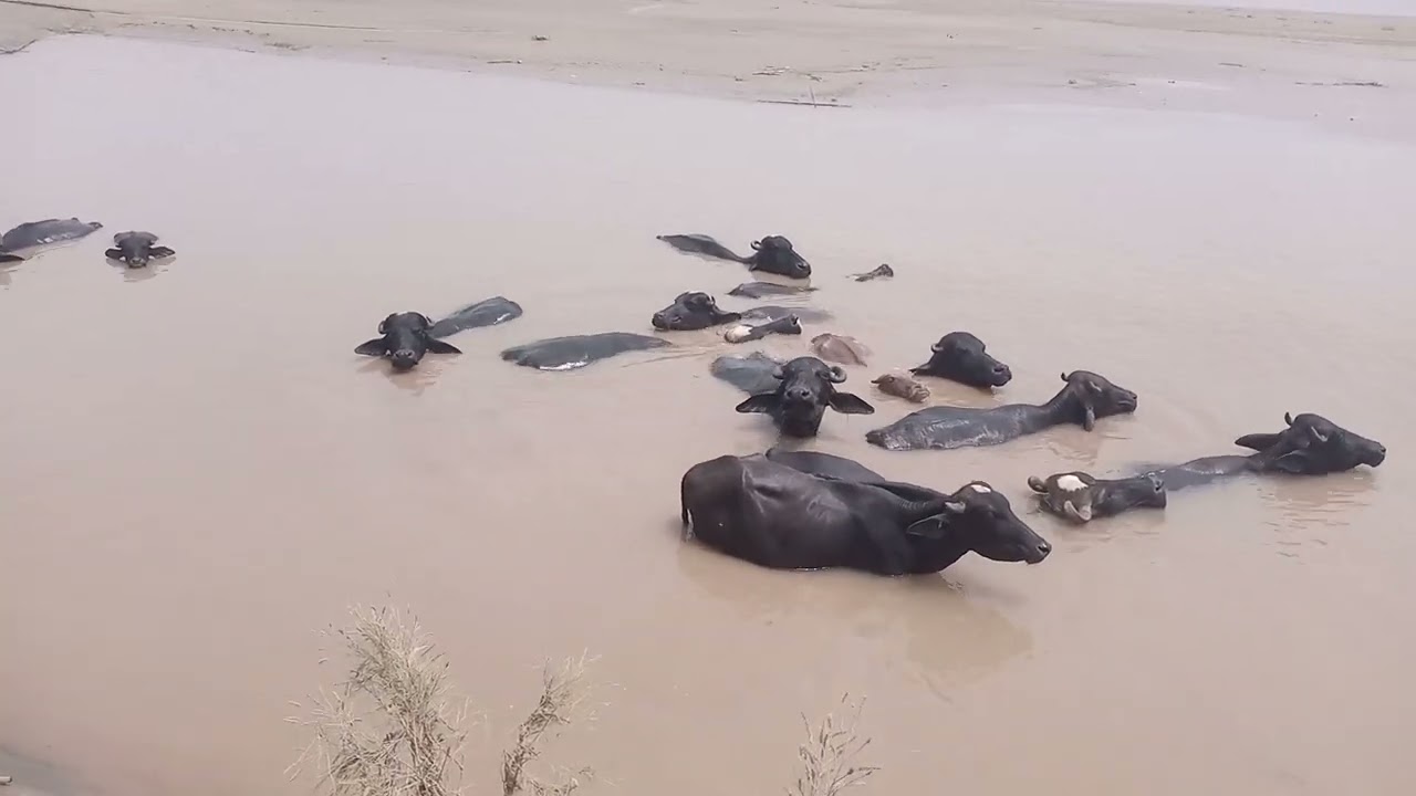 Buffelows Swimmings in River // Enjoying in Happy Mode 😍