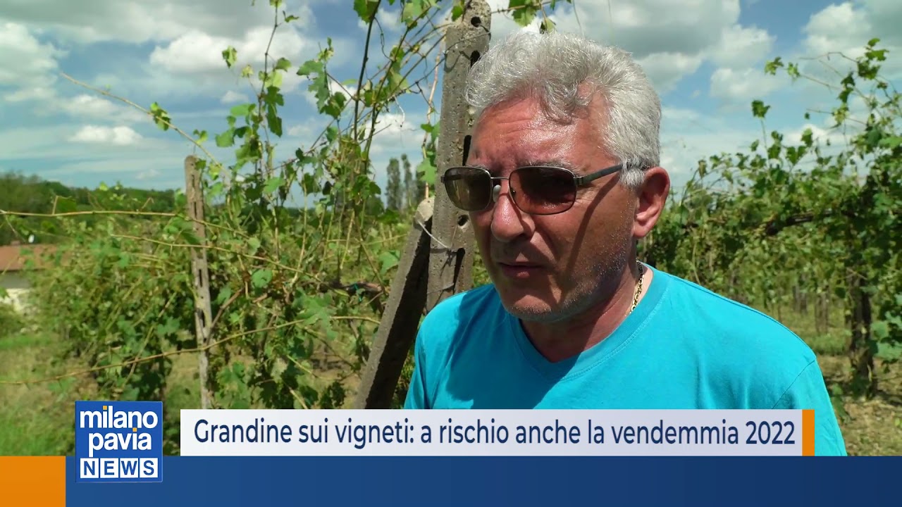 Grandine sui vigneti, a rischio anche la vendemmia 2022. Il sindaco di Montù: 'una tragedia'