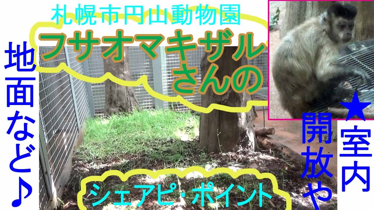 フサオマキザルさんのシェアピ・ポイント★室内開放や地面など★札幌市円山動物園★