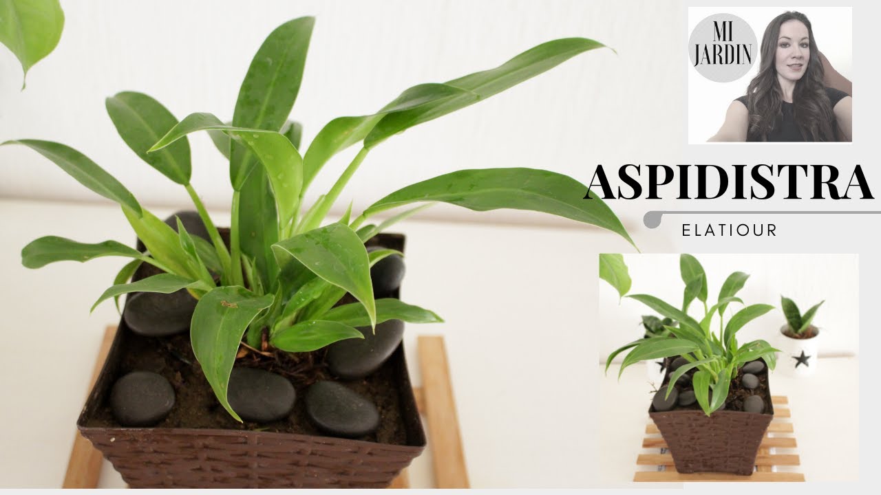 PLANTA PERFECTA PARA INTERIOR / ASPIDISTRA  ELATIOUR  ENANA