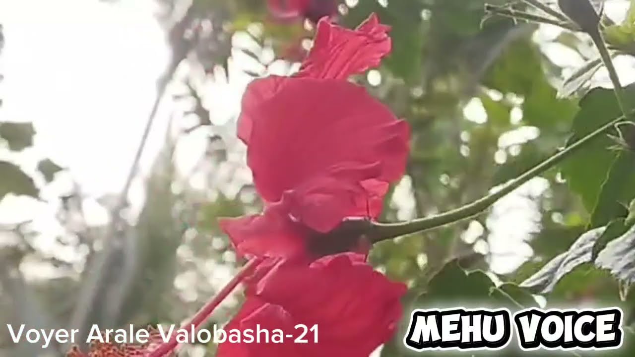 ভয়ের আড়ালে ভালোবাসা  (Part-21) Voyer Arale Valobasha। 