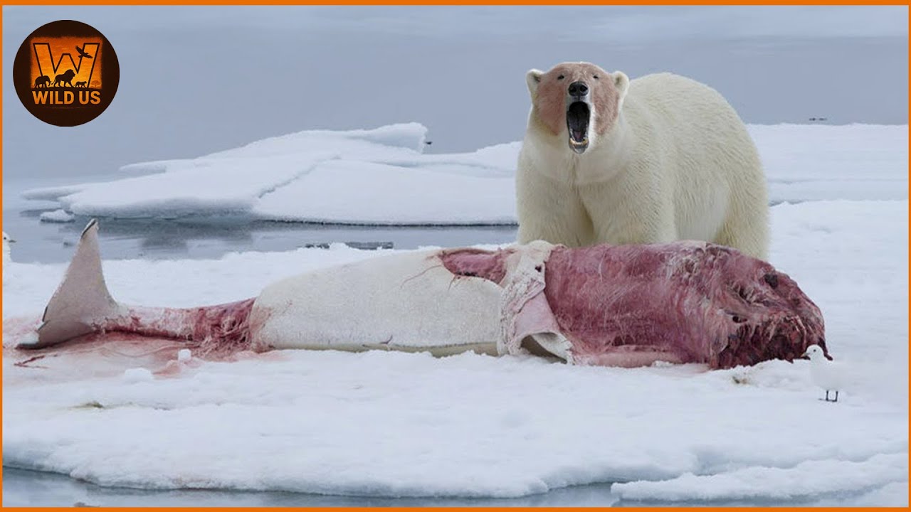 Most Ruthless Polar Bear Attacks on Earth Ever Caught on Camera | Wild Animals