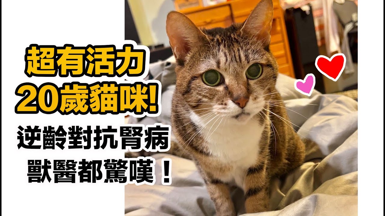 超有活力20歲貓咪!逆齡增重 腎指數不升反降~三年對抗慢性腎病過程 最溫暖的奇蹟!