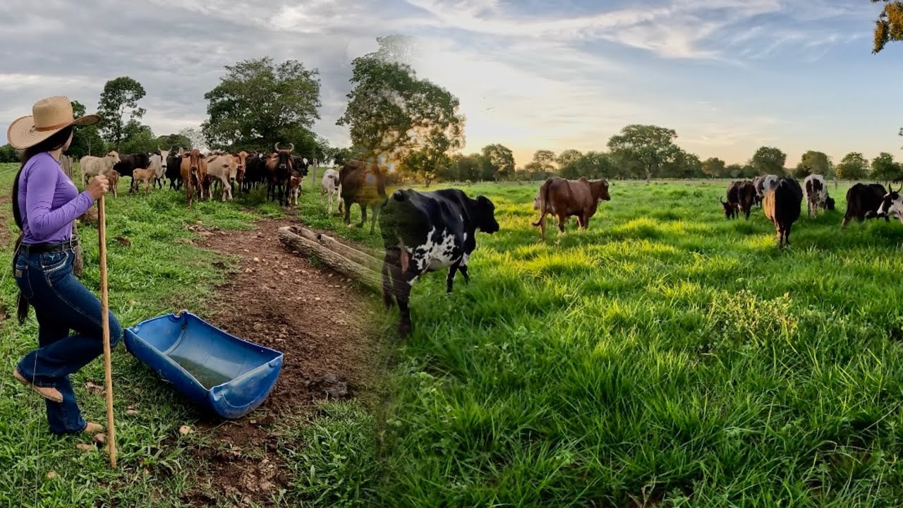 AGORA! VÍDEO NOVO! ABRIMOS UM NOVO PIQUETE PRAS VACAS.