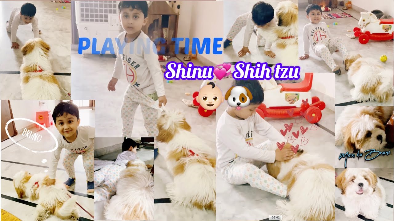 Shih Tzu in the House 🐶 Play time #shihtzu #shinu #playtime #travel #bruno #playtime #kidsvideo