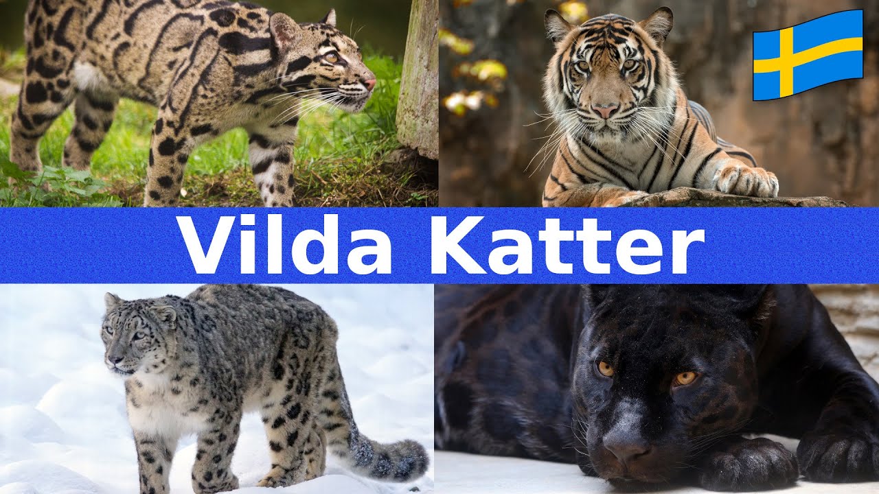 Vilda Katter | Namn & Läten | För Barn | Svenska