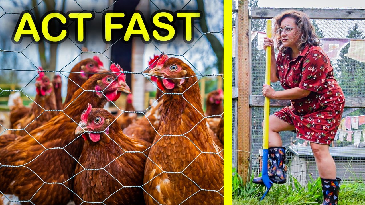 What to do if you RUN OUT OF CHICKEN FEED (and can't afford more)
