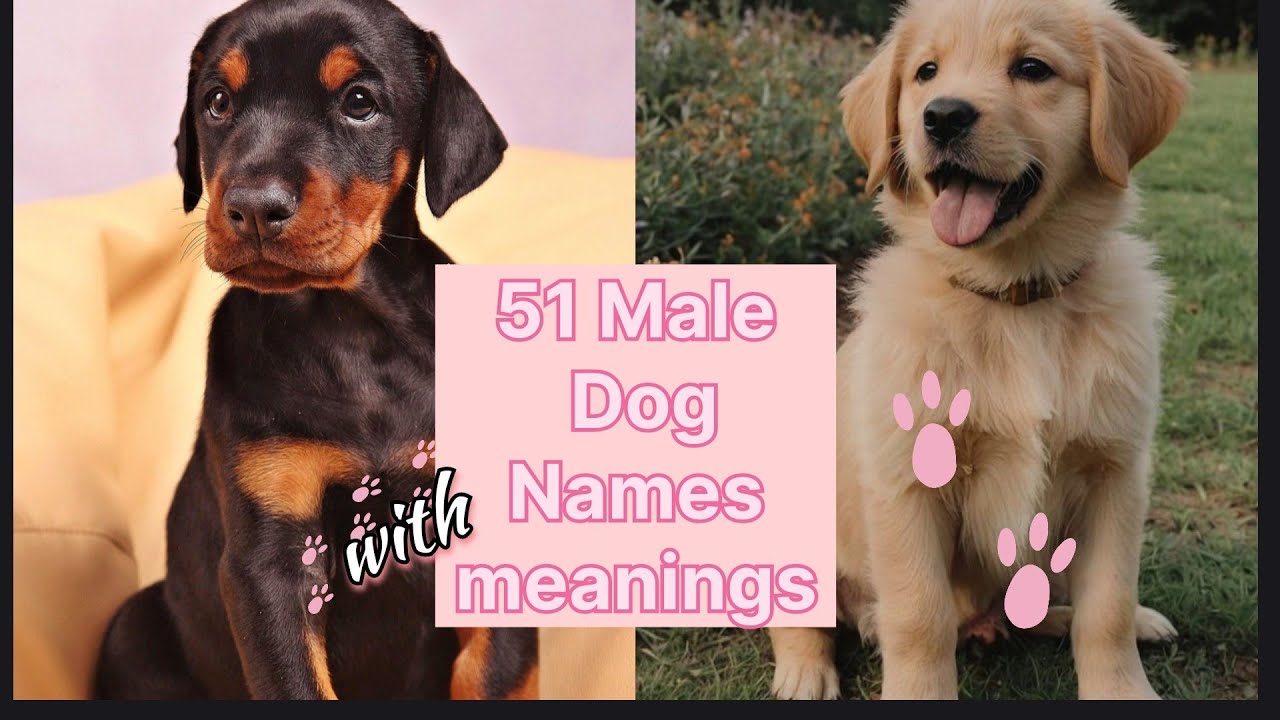 51 Male Dog Names with meanings 🐾🐕💞cool 🐕 unique 🐕Popular🐕💞 #dhunkidiaries #dognames #dogs #puppy