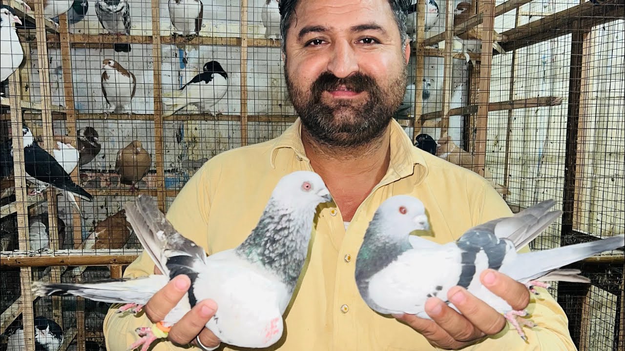 Today new tokri❤️Best fighting kabutar👌🏻 #pigeon #pegionsvideos #kabootar #pegionslover #birds 