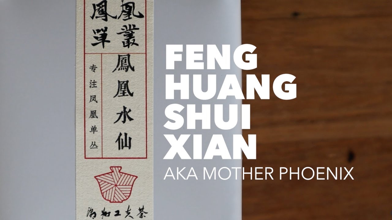 Дегустация чая «Матерь улун» из Даньцуна