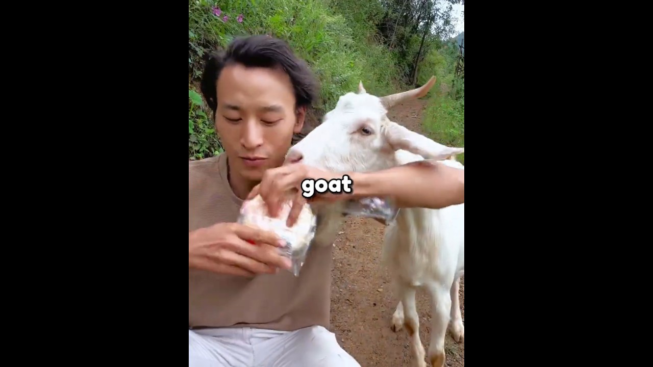 Этот мужчина создал семью с козами 🐐❤️ #шорты