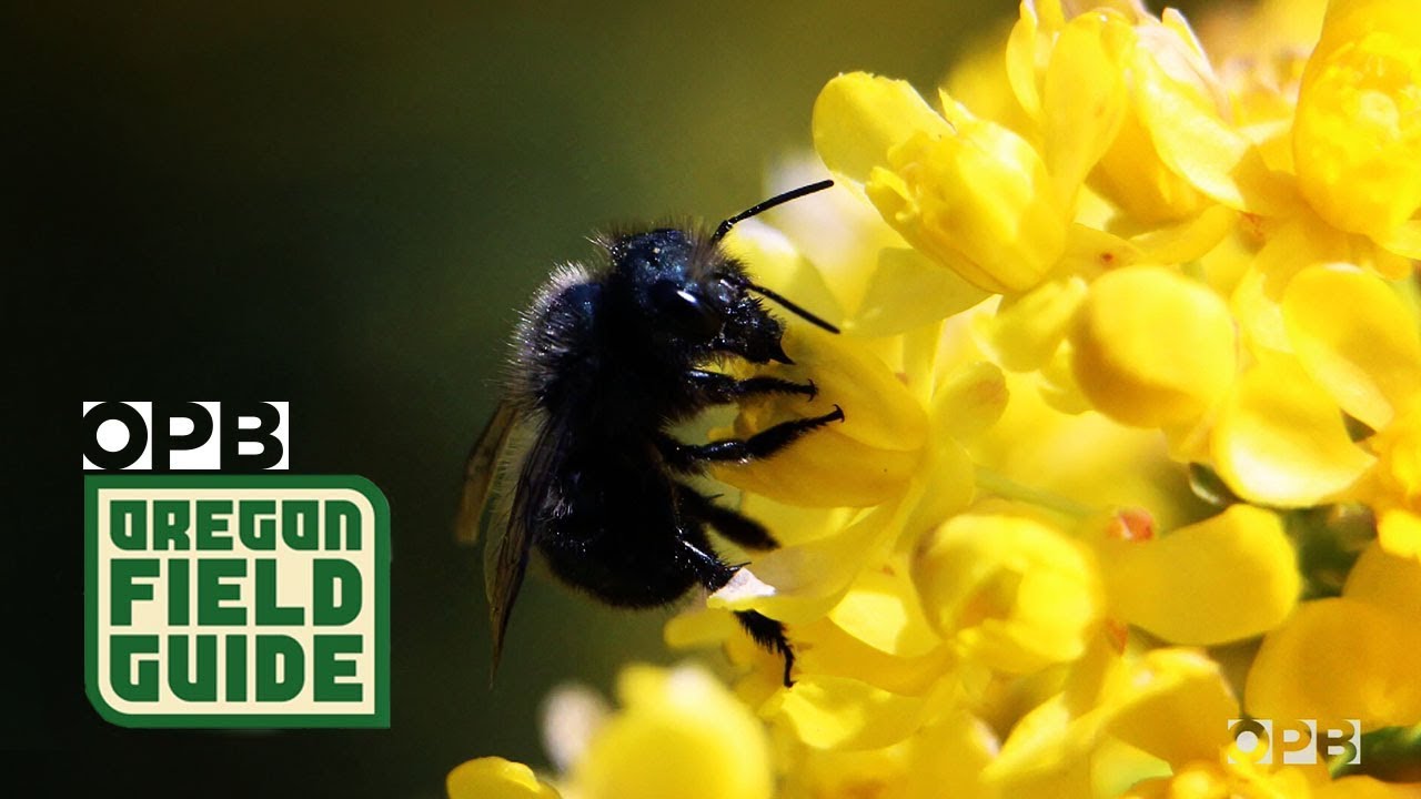 Mason Bees Are A Gardener’s Best Friend | Oregon Field Guide