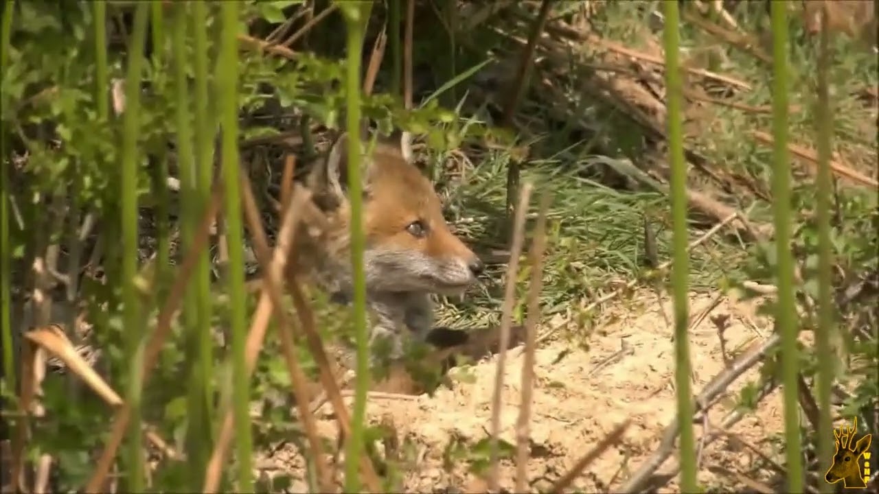 Fox cubs at the den