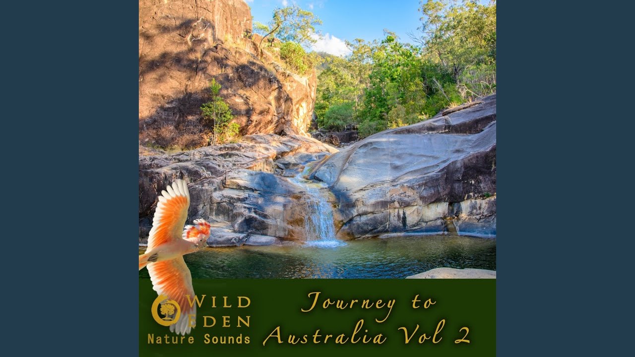 Summer Creek and Crickets (Insect ambience and a babbling brook in the tropics) (Mesmerising...