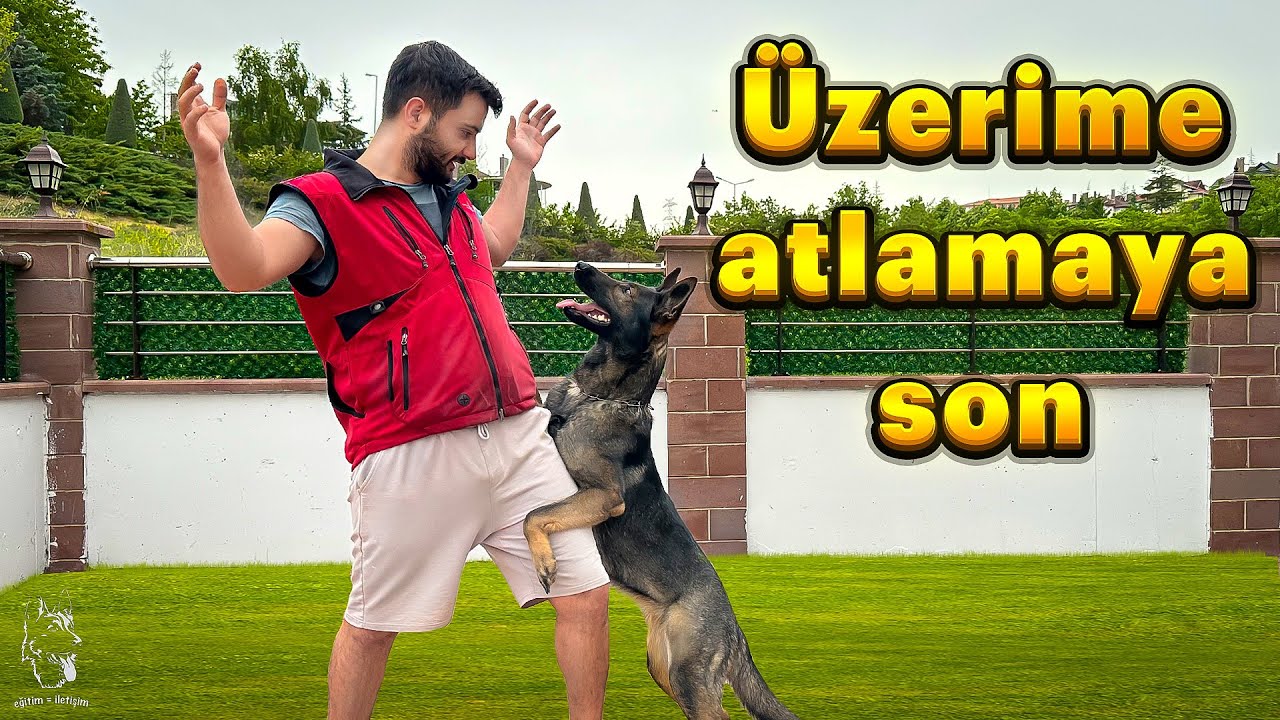 KÖPEKLERDE ÜSTE ATLAMA PROBLEMİNİN ÇÖZÜMÜ 🐶