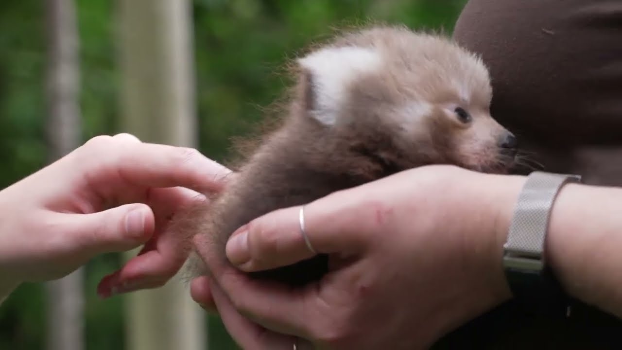 Roter Panda Nachwuchs im Schweriner Zoo