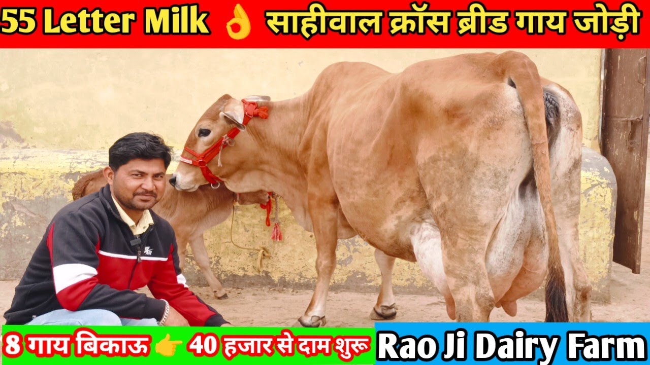 55 Letter Milk 👍 सुपर जोड़ी साहीवाल क्रॉस ब्रीड गाय। top 8 sahiwal jersey girls cow for sale