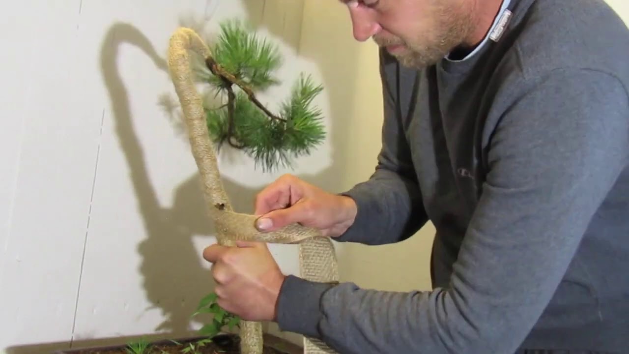 Bonsajova skola Ales- Extremni ohyb kmene - Bonsai Borovice