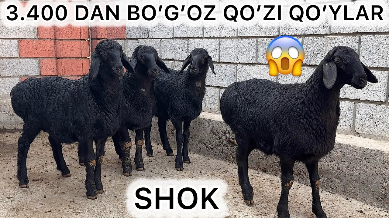 🚨 SHOK! 3.400 DAN BOGOZ QO‘ZI QOYLAR KELDI 😱