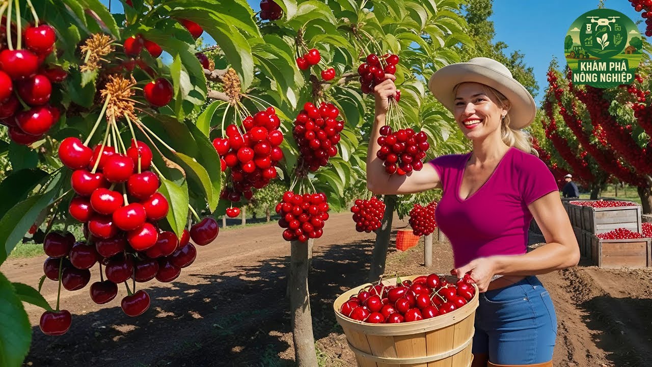 Bí Mật Bên Trong Nông Trại Cherry Ở Mỹ – Quy Trình Thu Hoạch Hàng Triệu Tấn Khiến Ai Cũng Sững Sờ!