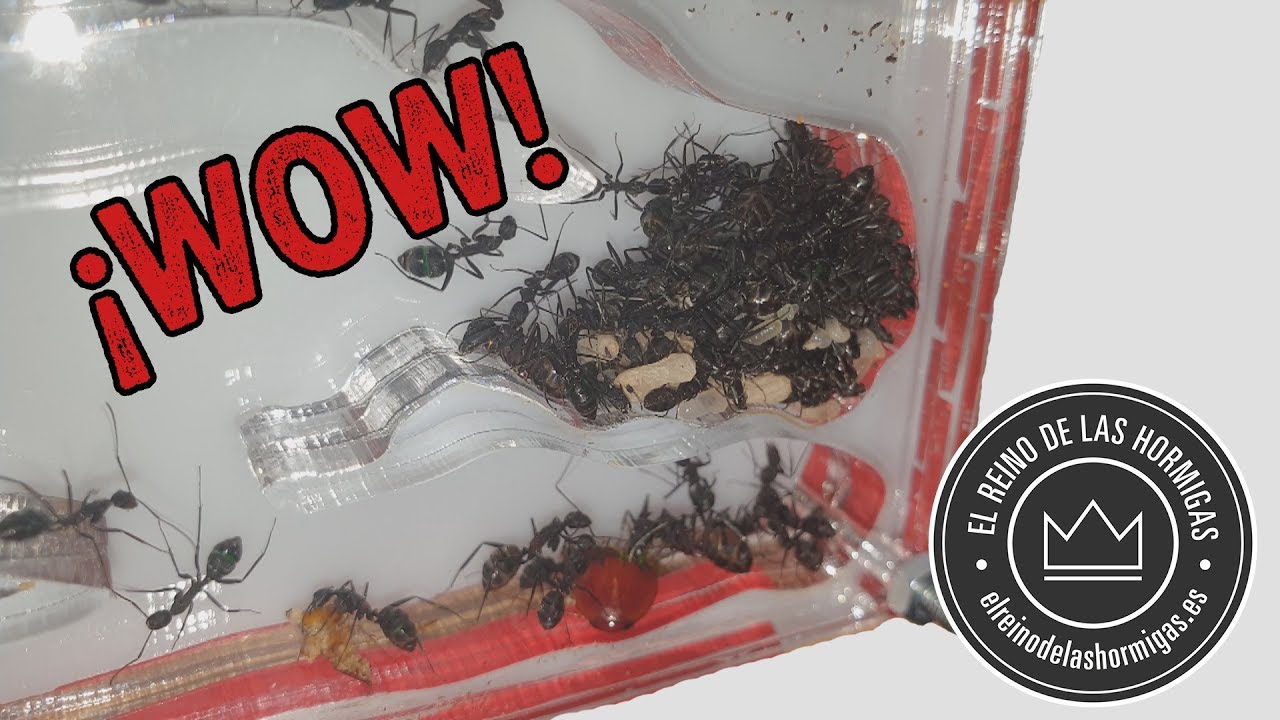 ¿LAS HORMIGAS MAS GRANDES DE EUROPA? | CAMPONOTUS CRUENTATUS