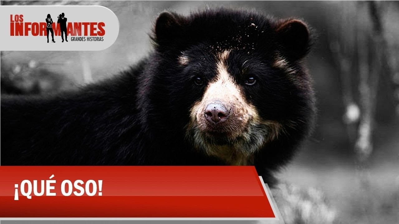 El futuro incierto de nueve osos de anteojos que buscan un nuevo hogar - Los Informantes
