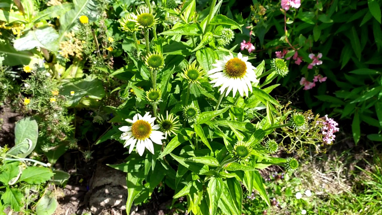 Comment augmenter son immunité:planter de  l'Echinacée (Echinacea purpurea ) dans votre jardin