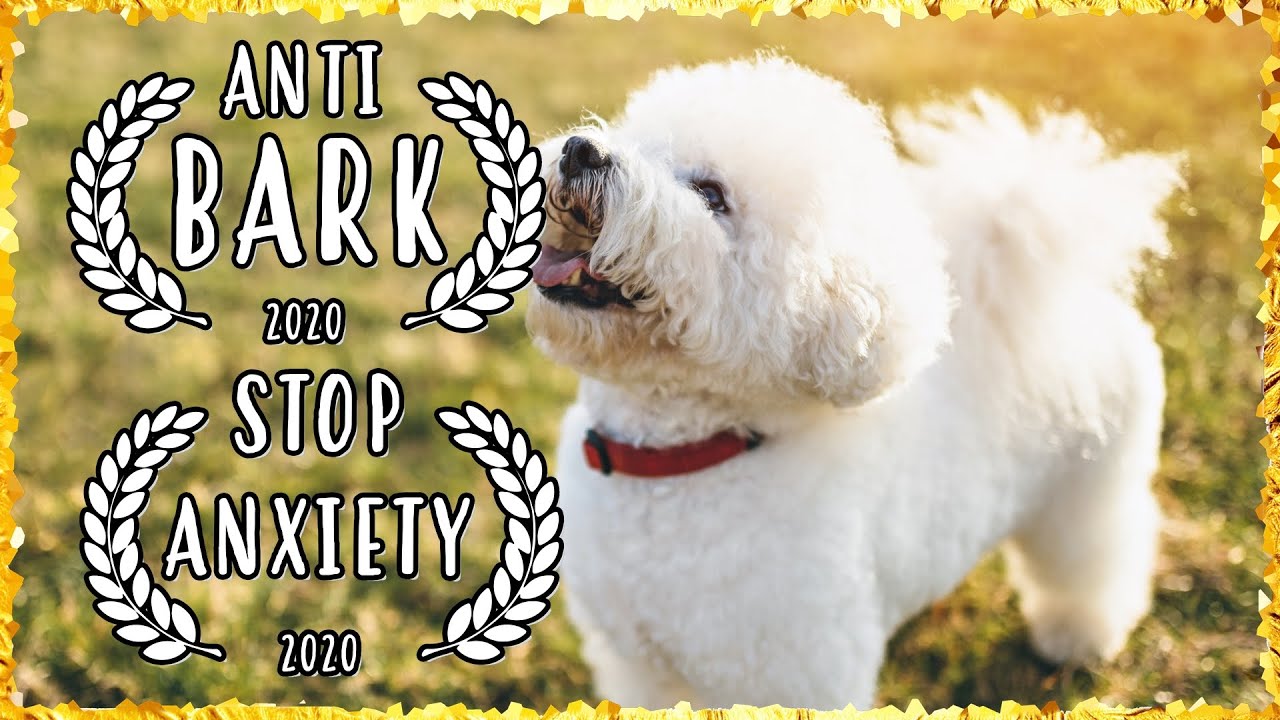 BICHON FRISE Chakra Healing Music For Dogs | Music for Maltese Dogs