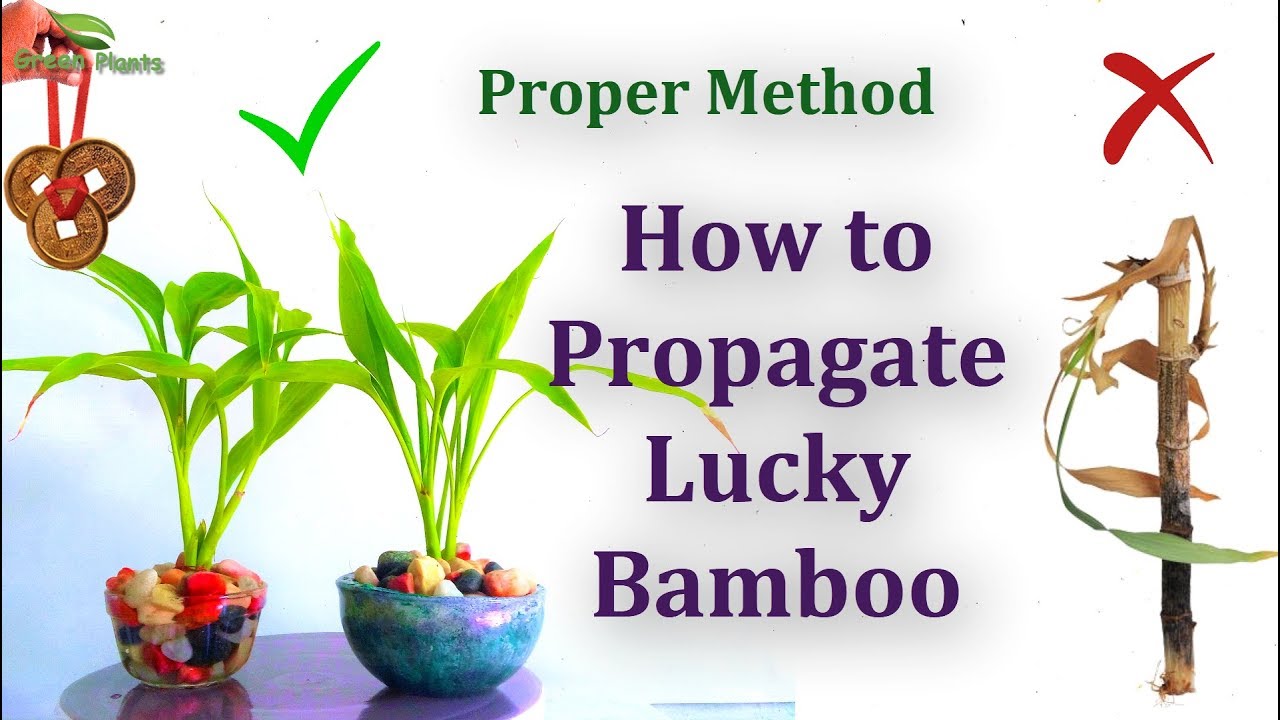 How to Propagate Lucky Bamboo with Proper Method //GREEN PLANTS