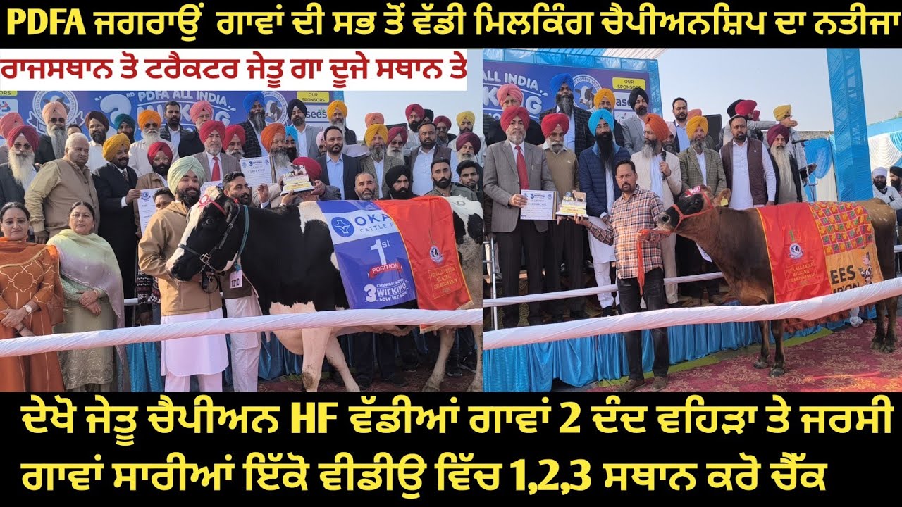 PDFA ਜਗਰਾਉਂ HF ਵੱਡੀਆਂ ਗਾਵਾਂ 2 ਦੰਦ ਵਹਿੜਾ ਤੇ ਜਰਸੀ ਸਾਰੀਆਂ ਜੇਤੂ ਚੈਪੀਅਨ ਗਾਵਾਂ ਇੱਕੋ ਵੀਡੀਉ ਵਿੱਚ 1,2,3 ਸਥਾਨ