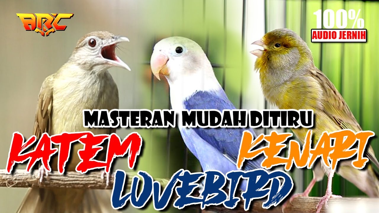 KAPAS TEMBAK - KENARI - LOVEBIRD | KOMBINASI MASTERAN SPESIAL TEMBAKAN KASAR KASAR | AUDIO JERNIH