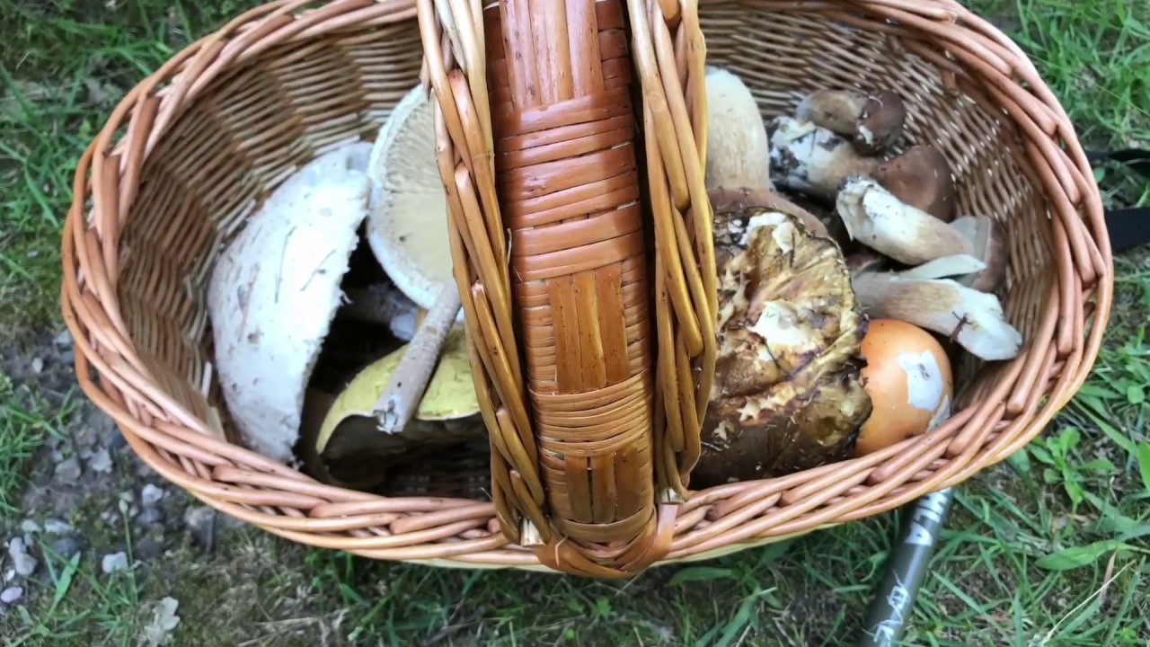 Amanitas Caesareas, Boletus Aereus, Aestivalis Y Macrolepiotas Junio 2017