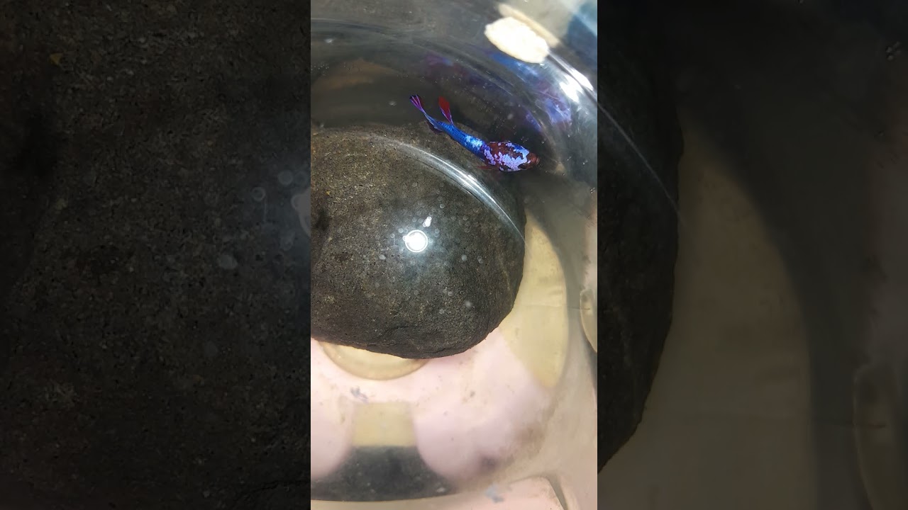 My betta fish daily routine, 