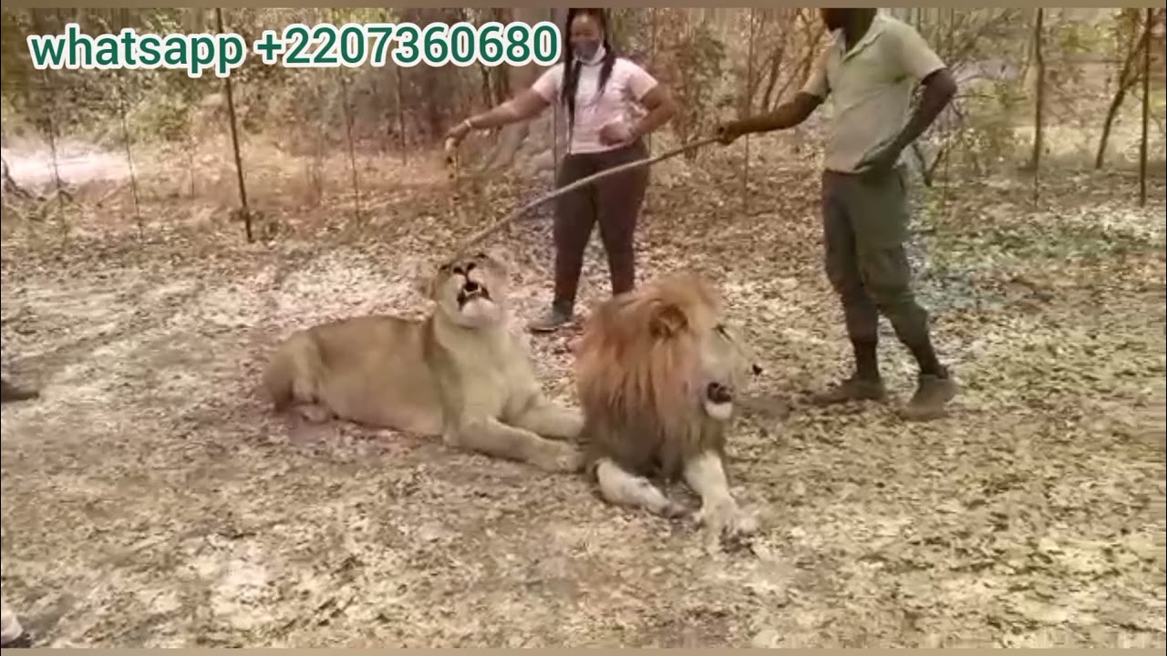 Walking With The Lions The Gambia