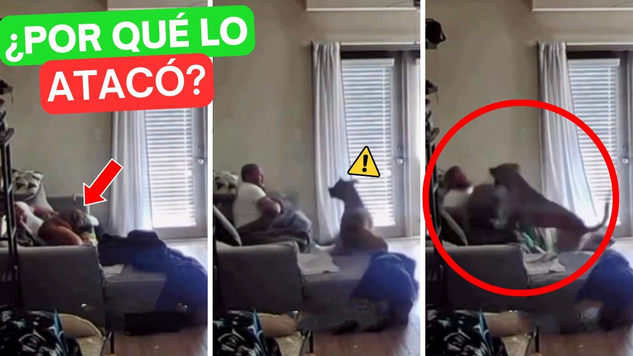 El PELIGRO OCULTO de subir a tu perro al sofá... 😱