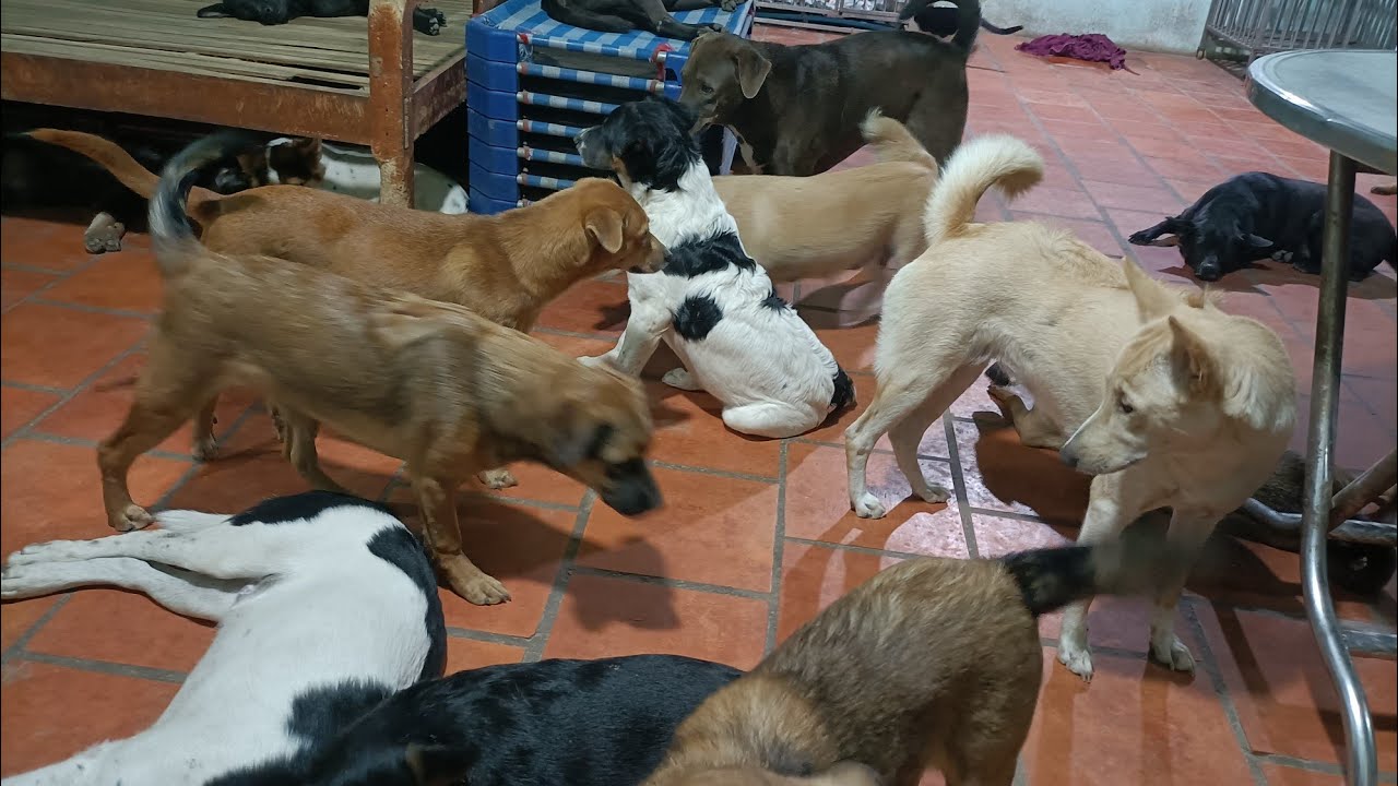 anh cảm ơn em AQ đã gửi cho Đôla và các em  100 đô!