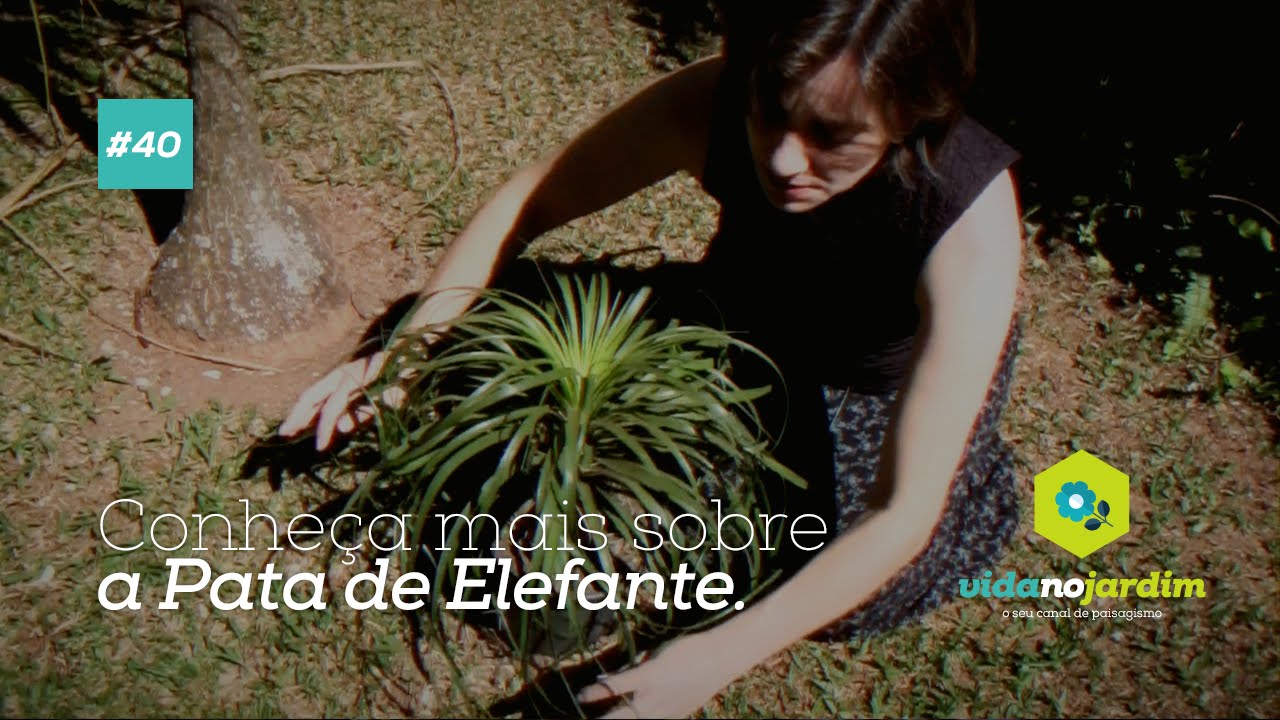 Conheça mais sobre a Pata de Elefante