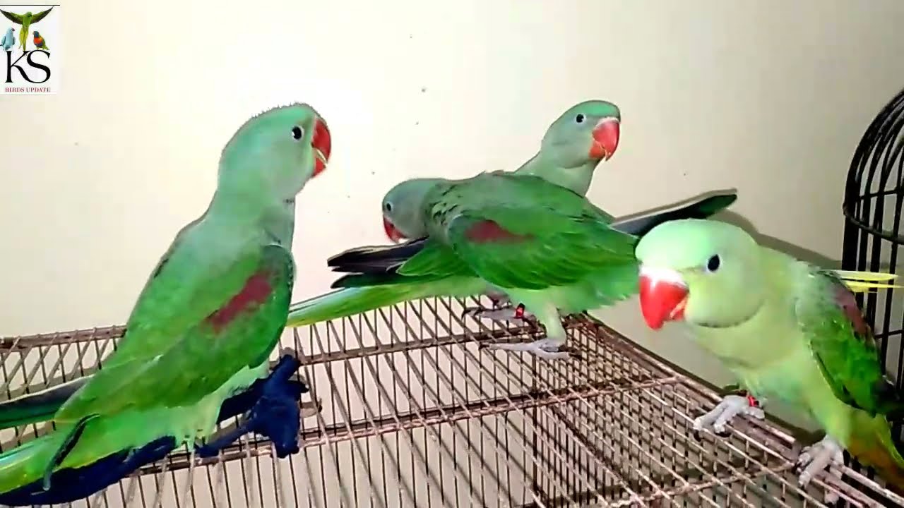 Alexandrine Parrot Gender Difference Between Male And Female In Urdu/Hindi ||Ks birds update