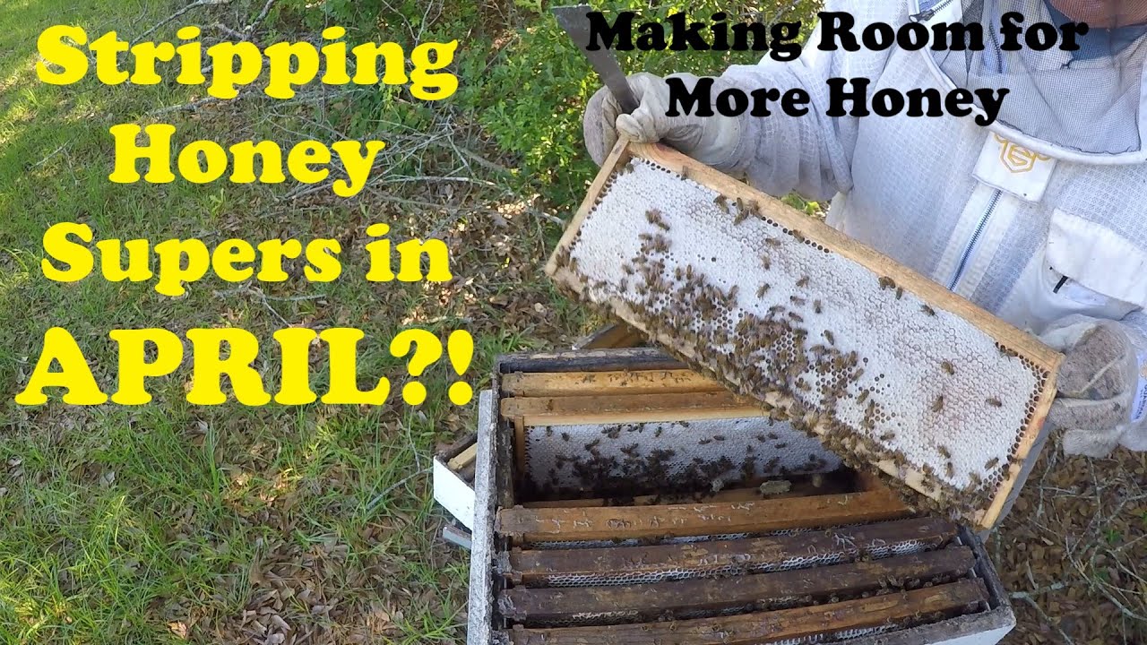 Early Spring Honey Harvest | Make Space for Main Nectar Flow