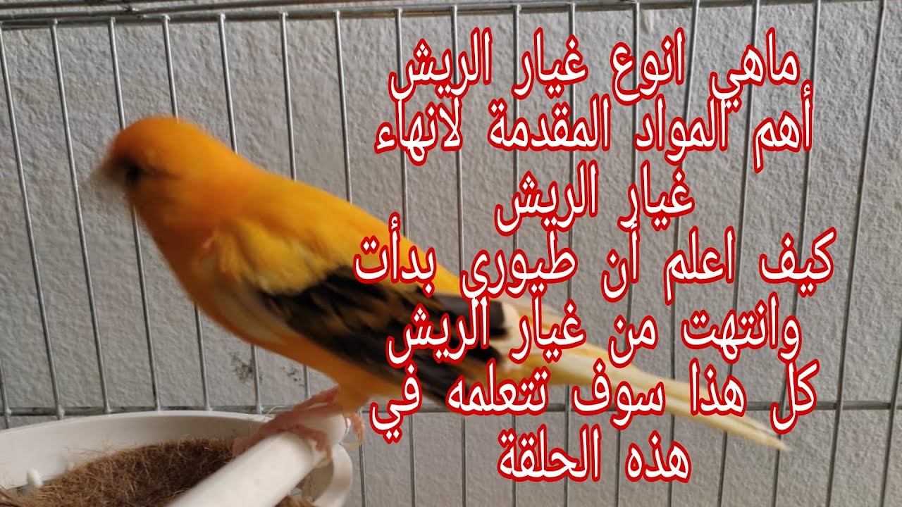 3 مواد ستنهي مرحلة غيار الريش عند طيور الكناري والحسون والبادجي بشكل سريع وصحيح قدمها ولن تندم