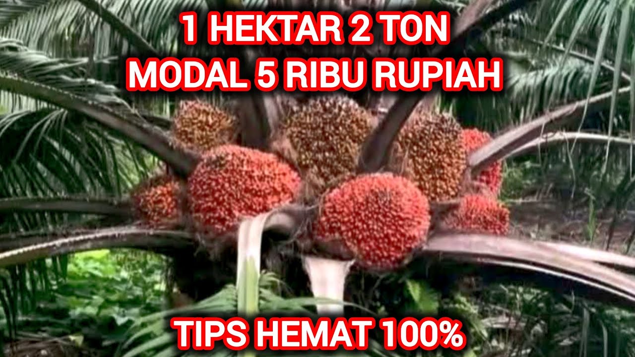 Tips Hemat meningkatkan hasil panen buah kelapa sawit cocok untuk petani sawit minim dana 